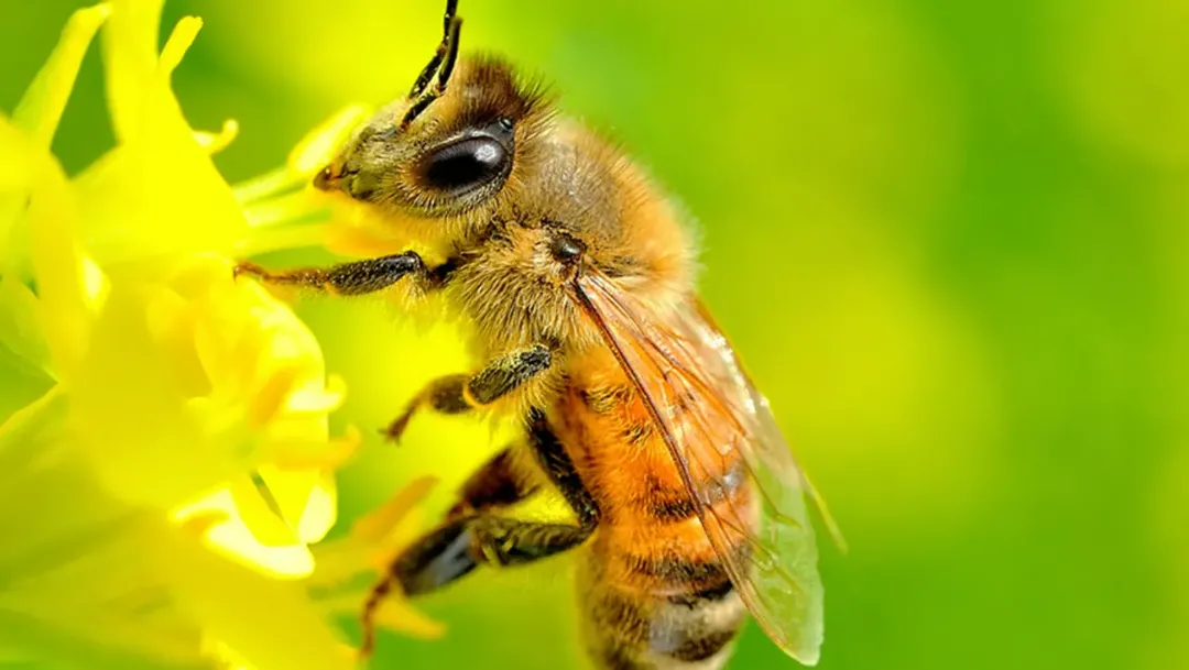 thumbnail - Ong mật có thể học được sự khác biệt giữa số lẻ và số chẵn
