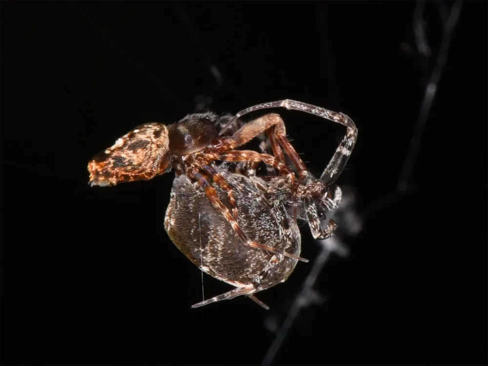 "Tẩu vi thượng sách": Một loài nhện đực đã tìm ra cách thoát khỏi bị nhện cái ăn thịt sau khi ân ái 