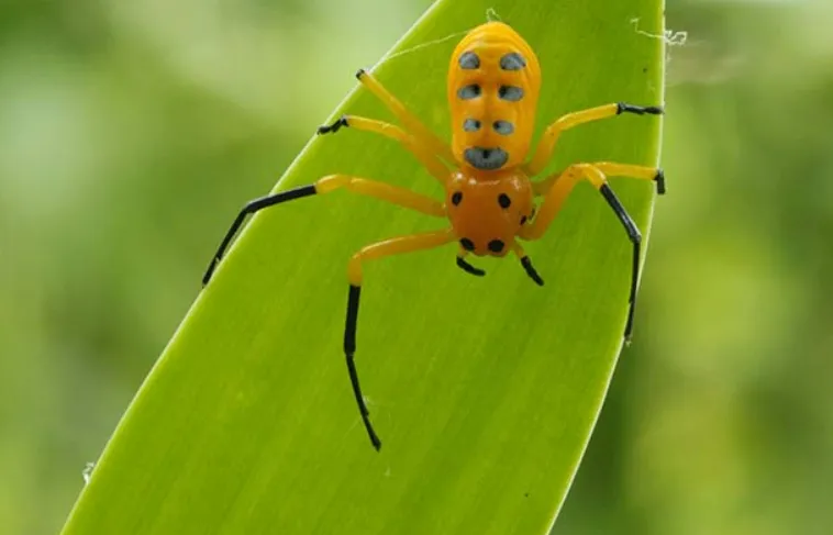 10 loài nhện đẹp và độc nhất hành tinh