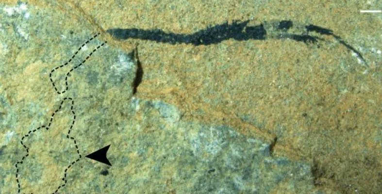 Sinh vật giống cá kỳ lạ được phát hiện cách đây hơn 100 năm có thể là tổ tiên xa của loài người