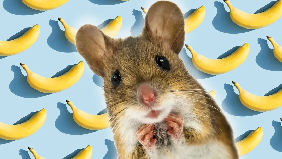 thumbnail - Tại sao chuột đực lại sợ chuối khiếp vía?
