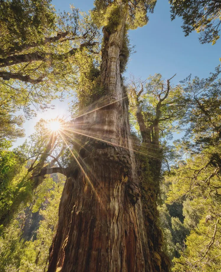 Phát hiện cây cổ thụ già nhất thế giới ở Chile