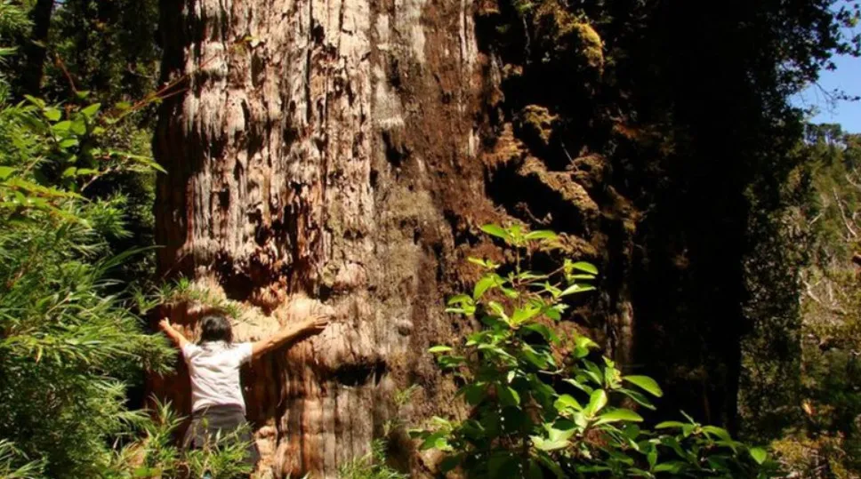 thumbnail - Phát hiện cây cổ thụ già nhất thế giới ở Chile