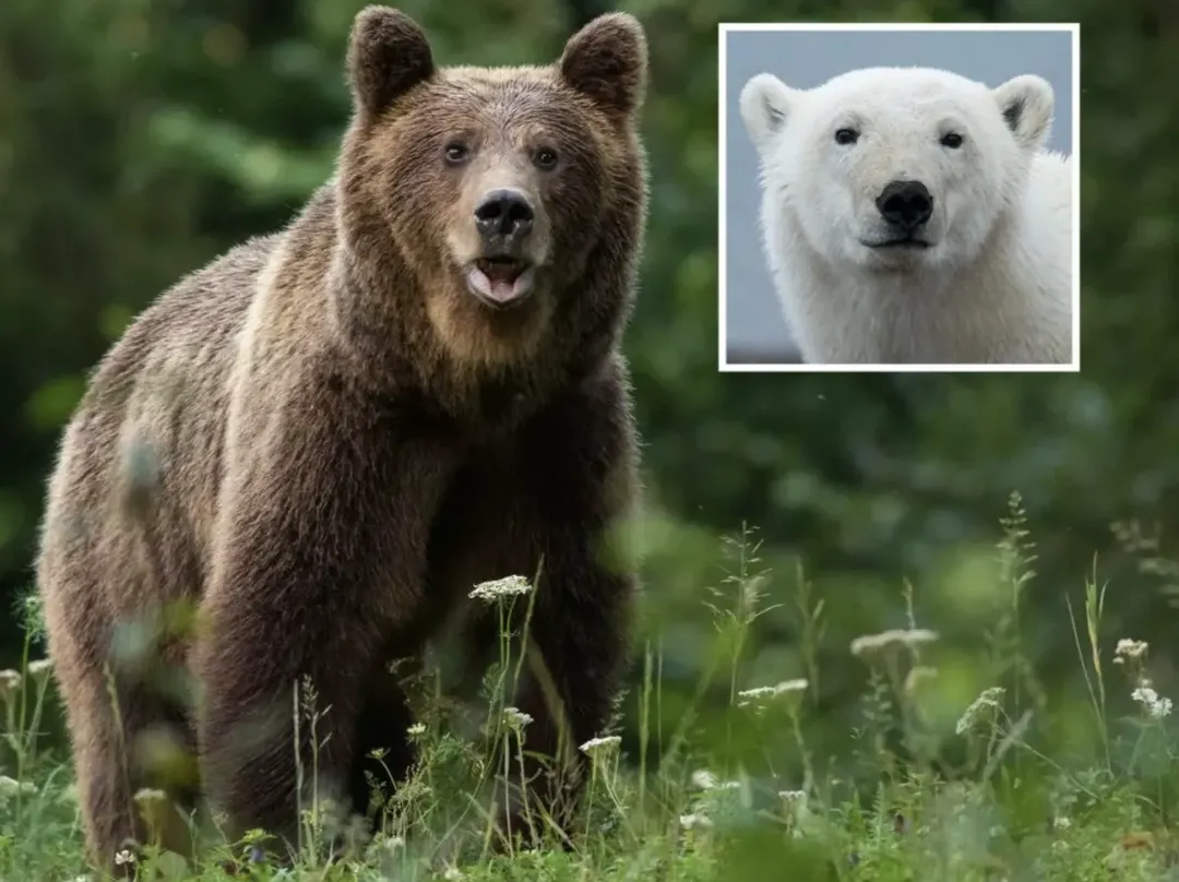 thumbnail - Gấu xám và gấu bắc cực không ngừng ve vãn nhau, có thể tạo ra giống loài mới trong tương lai