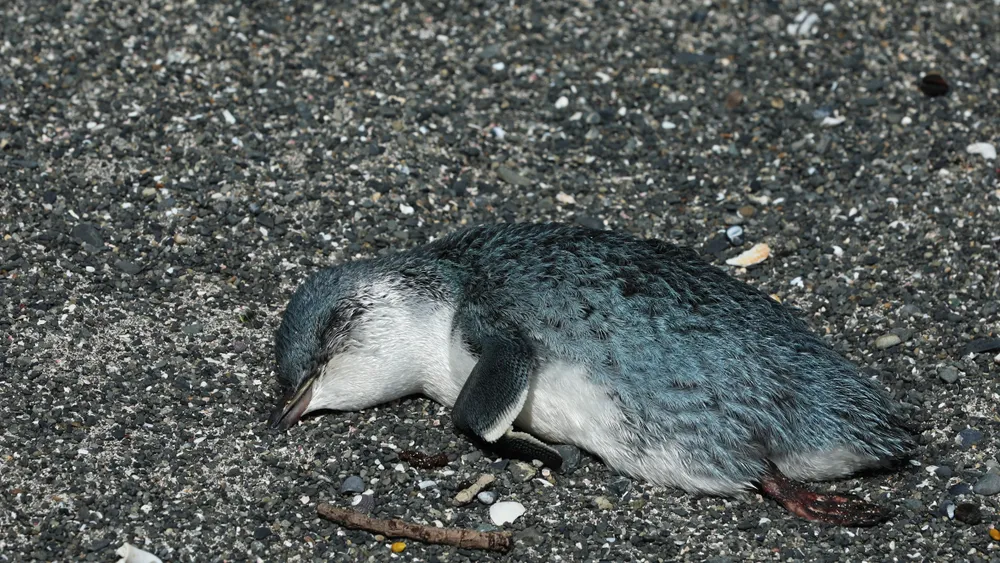 thumbnail - Chuyên gia lý giải nguyên do hơn 500 xác chim cánh cụt trôi dạt ở bờ biển New Zealand
