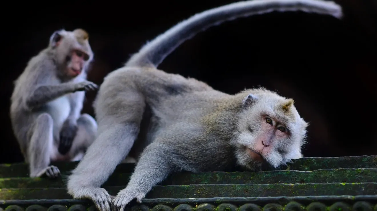 Đặc điểm về bộ phận sinh dục của khỉ đực và tác dụng của chúng