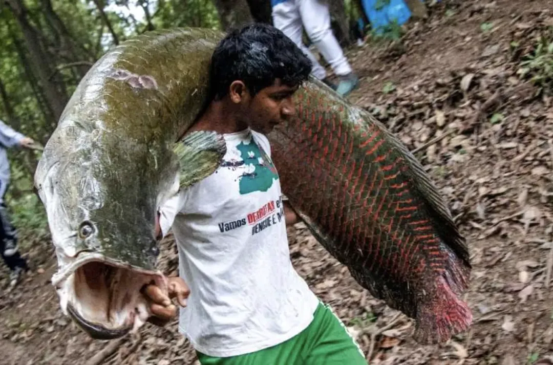 Pirarucu: loài cá Amazon khổng lồ, mặt như thủy quái nhưng thịt ngon không tưởng