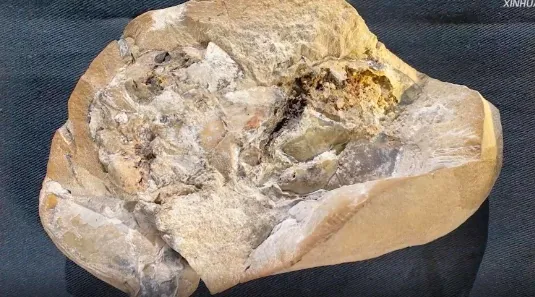 Trái tim cổ nhất được tìm thấy trong hóa thạch cách đây 380 triệu năm. Đố bạn trái tim của con vật nào?