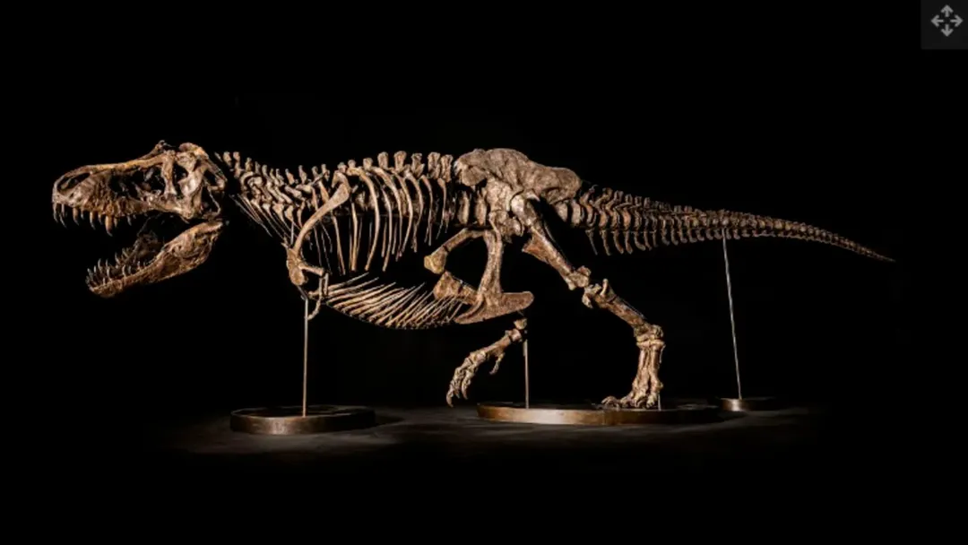 thumbnail - Giới khoa học ủ ê rầu rĩ vì bộ xương khủng long bạo chúa đem bán đấu giá có thể thu về 25 triệu USD