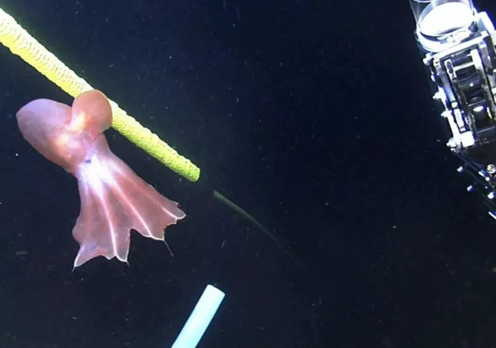 Nhìn loài bạch tuộc cực hiếm và dễ thương sống ở dưới đáy biển này bạn mới thấy thiên nhiên kỳ thú đến dường nào