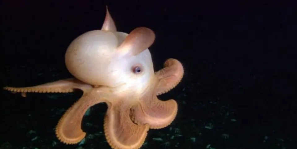 Nhìn loài bạch tuộc cực hiếm và dễ thương sống ở dưới đáy biển này bạn mới thấy thiên nhiên kỳ thú đến dường nào