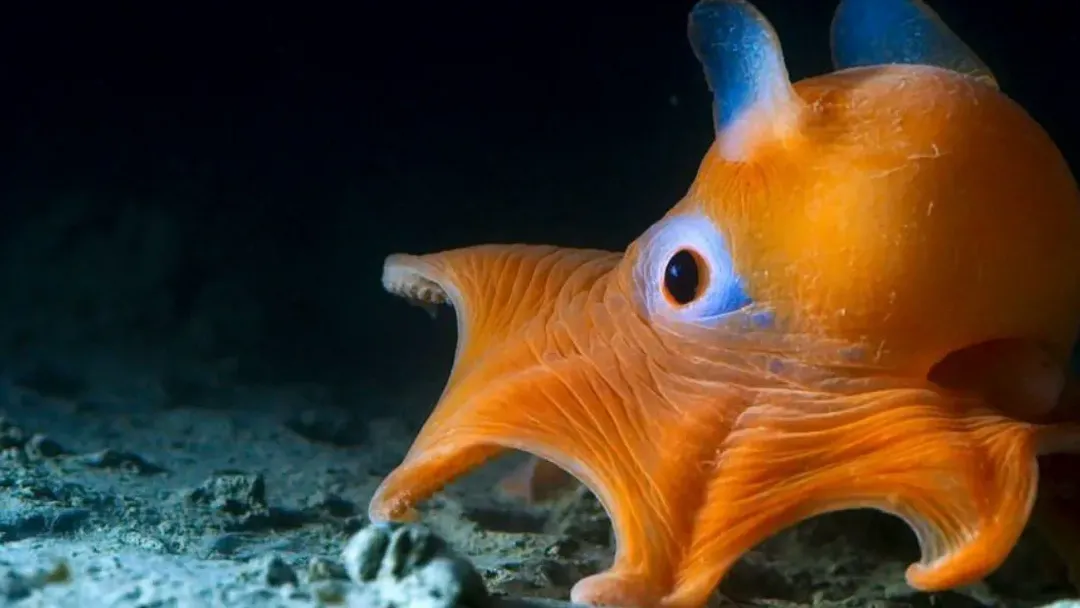 thumbnail - Nhìn loài bạch tuộc cực hiếm và dễ thương sống ở dưới đáy biển này bạn mới thấy thiên nhiên kỳ thú đến dường nào