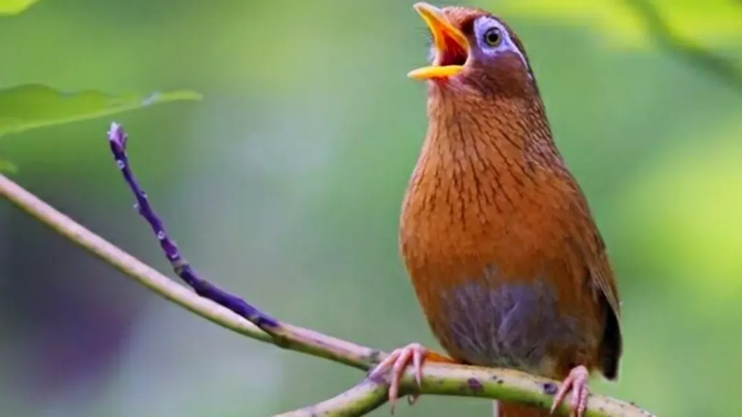 thumbnail - Hội mê chơi chim nên đọc bài này: tiếng chim hót ảnh hưởng gì đến tinh thần con người?