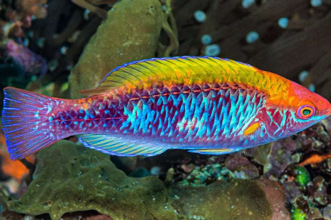 Lạ lùng: loài cá tuyệt đẹp sinh ra là cái và lớn lên lại "biến" thành đực