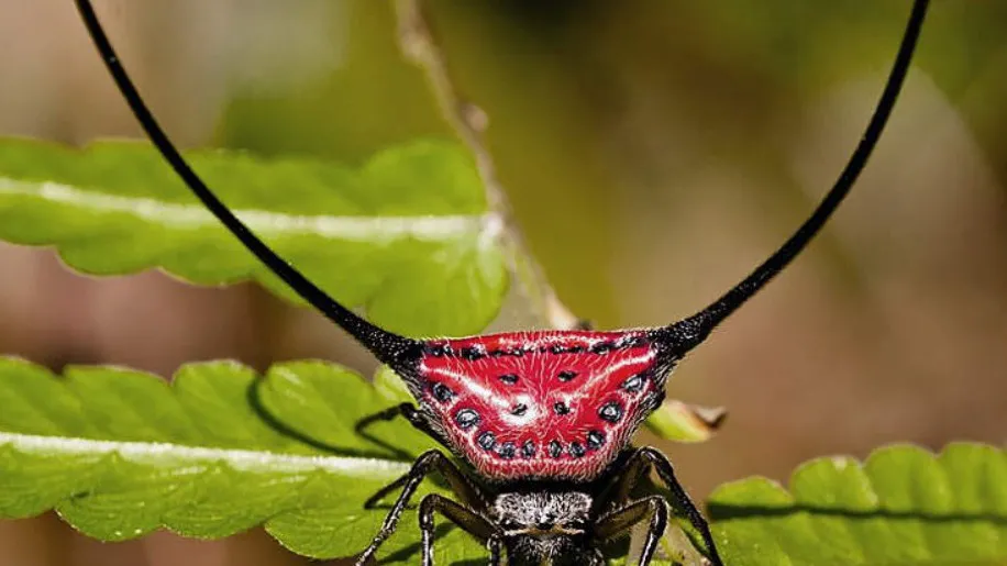 thumbnail - Lạ lùng chưa: Con nhện trông đáng sợ như "quái vật" này hóa ra lại chẳng nguy hiểm gì
