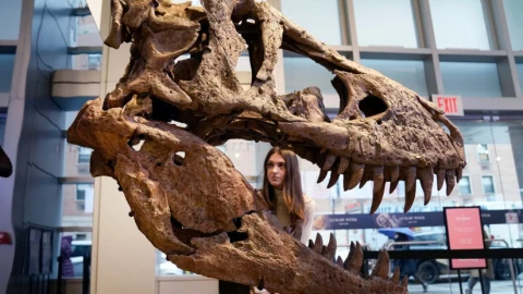 Khủng long ăn thịt không phải loài nào cũng có cú cắn mạnh như T. rex