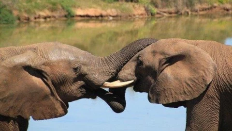 Tinh trùng chuột lớn hơn cả tinh trùng của voi và những sự thật "nổ não" giờ mới biết
