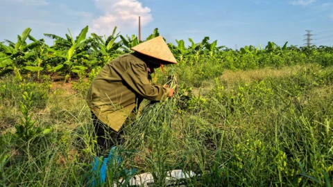 Dự án sân golf của Trump ở Việt Nam: Các ý kiến xoay quanh mức bồi thường cho nhân dân vùng bị di dời