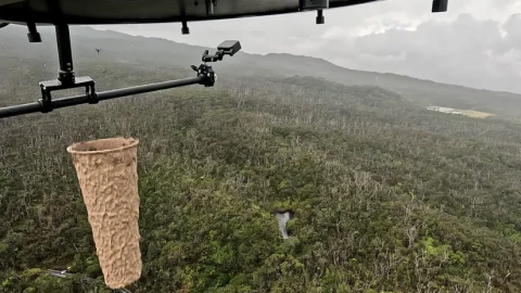 Mỹ vừa thả hàng trăm ngàn con muỗi đực không biết đốt lên các đảo Hawaii để làm gì?