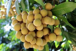 6 nhóm người nên hạn chế hoặc tránh ăn nhãn