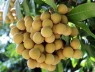 6 nhóm người nên hạn chế hoặc tránh ăn nhãn