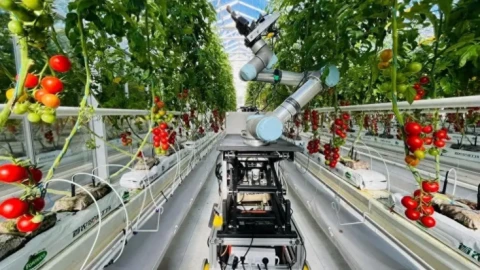 Robot nhân giống thông minh: Đột phá giúp giảm chi phí và rút ngắn thời gian lai tạo cây trồng