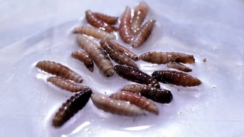 Phát hiện 1 trường hợp đầu tiên bị nhiễm giòi ăn thịt sống Tân thế giới tại Mỹ