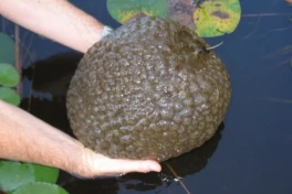 Khám phá bí ẩn khối gelatin “ngoài hành tinh” ở Hồ Huron