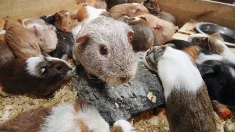 "Tốt mái hại trống" ở ngoài đời: "gieo giống" cho 100 nàng, làm bố của hàng trăm đứa con