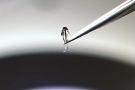 Vì sao đây là quốc gia duy nhất trên thế giới không có muỗi?