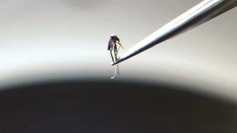 Vì sao đây là quốc gia duy nhất trên thế giới không có muỗi?