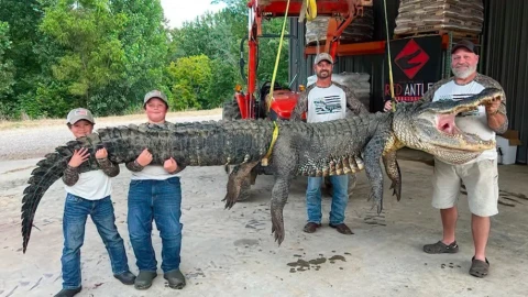 Choáng! Khủng long còn sống ở Mississippi?