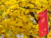 Ý nghĩa của việc tặng quà Tết: Nét đẹp văn hoá & nghệ thuật tặng quà tinh tế