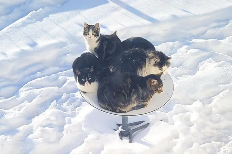 Quá lạnh, đàn mèo sử dụng ăng-ten 500 USD của Starlink để… sưởi ấm