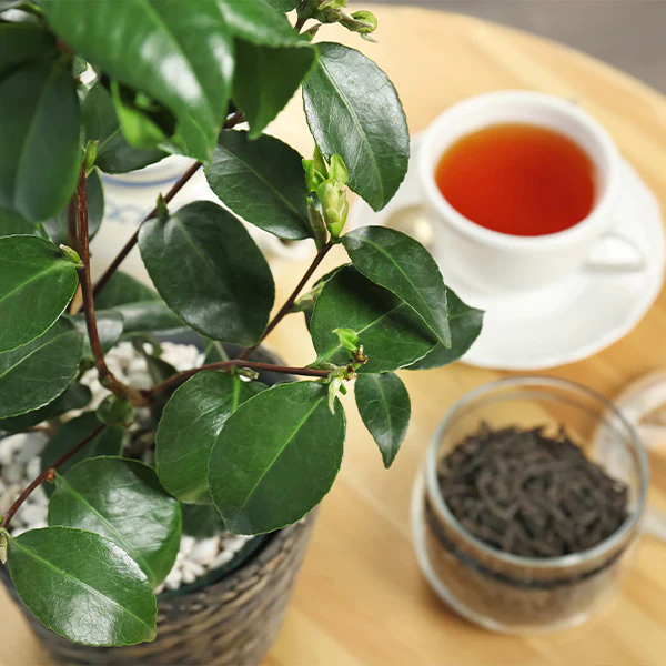 Bạn đã nghe đến trà đen bao giờ chưa? Trà đen có lợi cho sức khỏe như trà xanh hay không? Uống quá nhiều trà đen có ảnh hưởng gì?