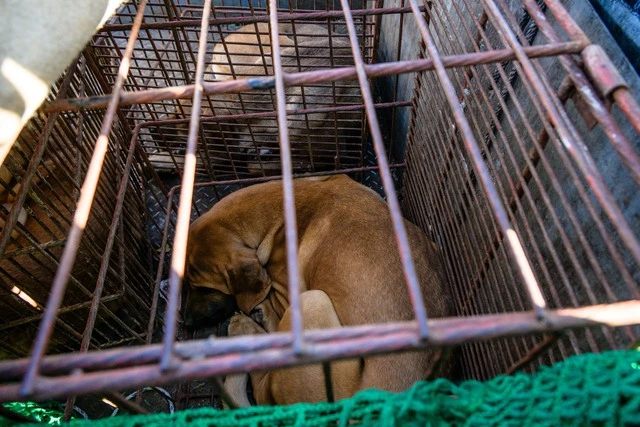 Hàn Quốc thông qua luật cấm ăn thịt chó