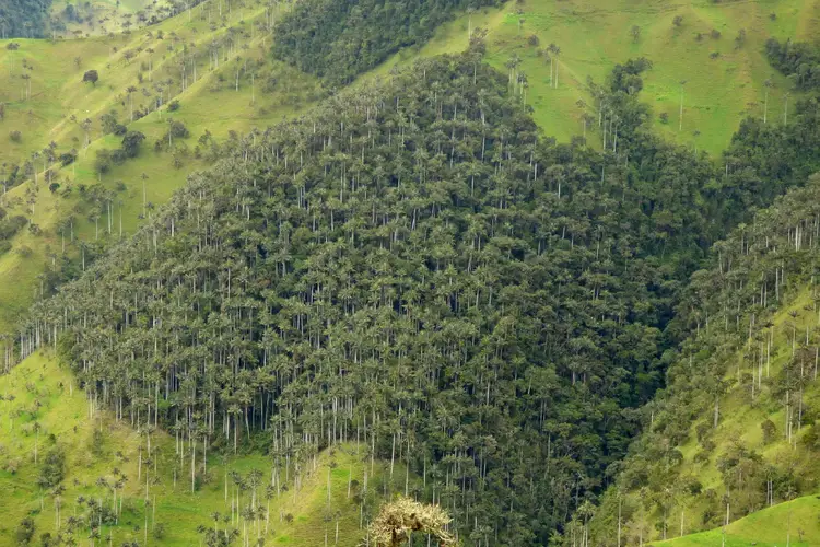 Cây 1 lá mầm cao nhất thế giới có kích thước khổng lồ