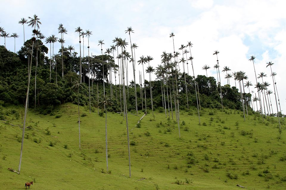 Cây 1 lá mầm cao nhất thế giới có kích thước khổng lồ