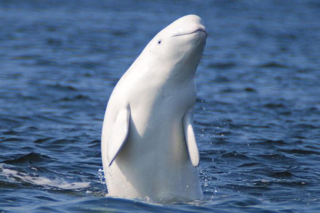 Cá voi trắng beluga siêu hiếm xuất hiện cách xa “gia đình” gần 2400km, không ai biết tại sao