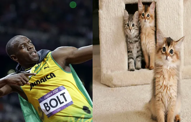 Tại sao Usain Bolt ko thể chạy thời gian nhanh rộng lớn mèo nhà
