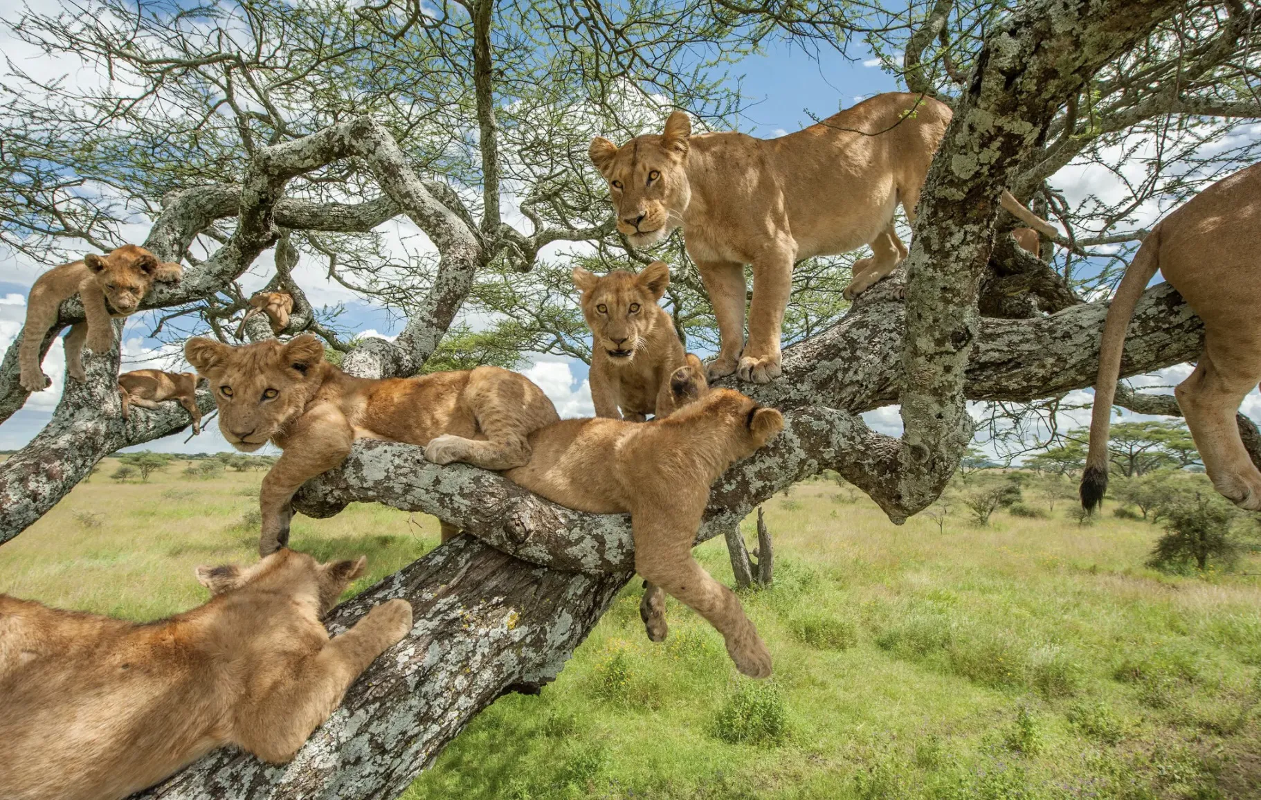 Tại sao một số loài sư tử thích leo cây, số khác lại không?