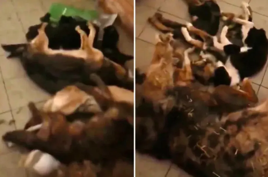 Hơn 300 con chó chết vì đói khát trong hầm trú ẩn ở Ukraine