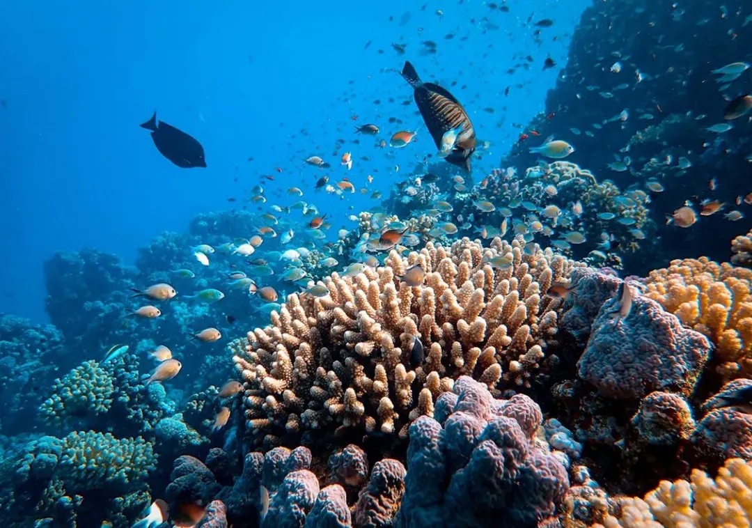 Nếu không hành động, rạn san hô có thể biến mất trong 3 thập kỷ tới