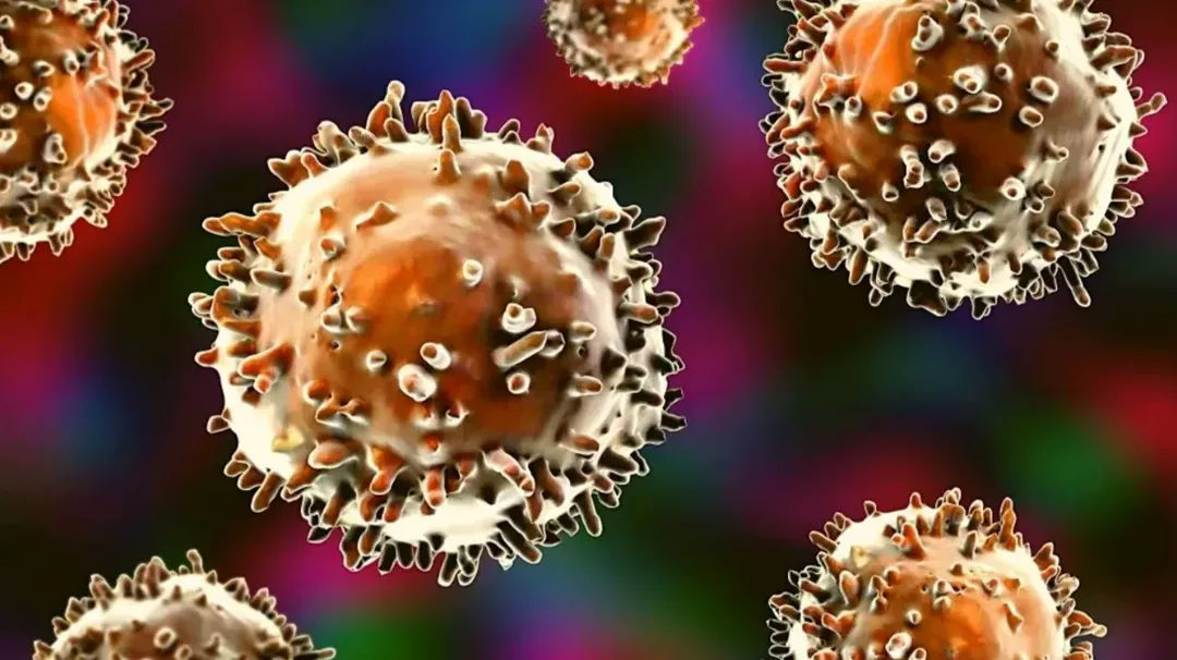thumbnail - Những phát hiện bất ngờ mới về tế bào miễn dịch bí ẩn ở người