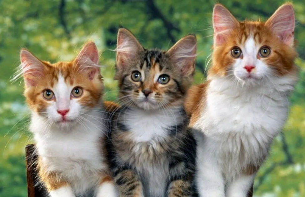 Tình anh em: Mèo có khả năng nhớ tên của những "người bạn" sống cùng nhà