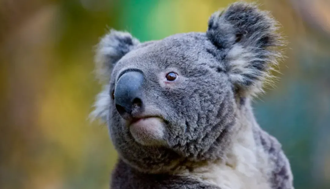 thumbnail - Đứng trước bờ vực tuyệt chủng, gấu Koala "kêu cứu"