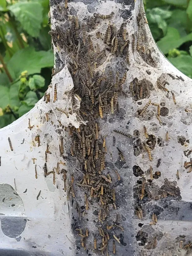 Kinh hãi phát hiện ổ côn trùng hàng ngàn con bò lổm ngổm gần nhà