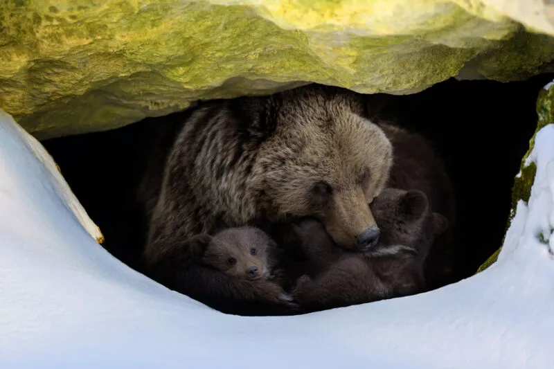 Cuối cùng con người đã nắm được bí mật về giấc ngủ đông của loài gấu