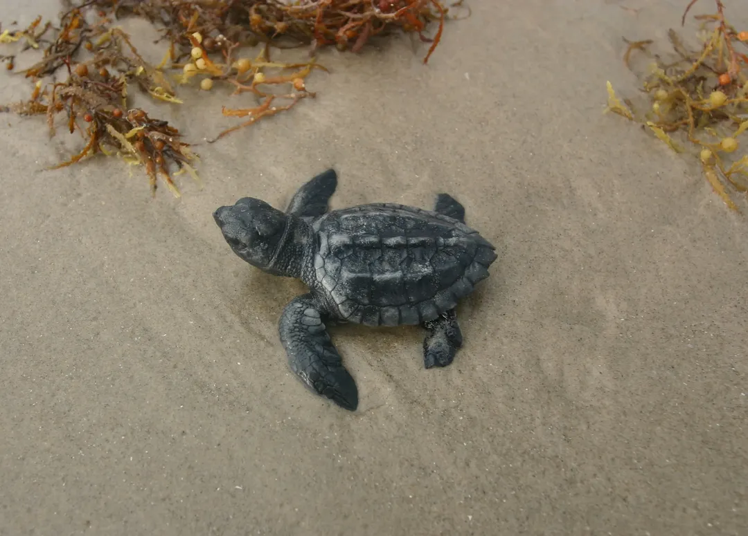 Loài rùa biển nhỏ và hiếm nhất thế giới vừa sinh ra thế hệ mới