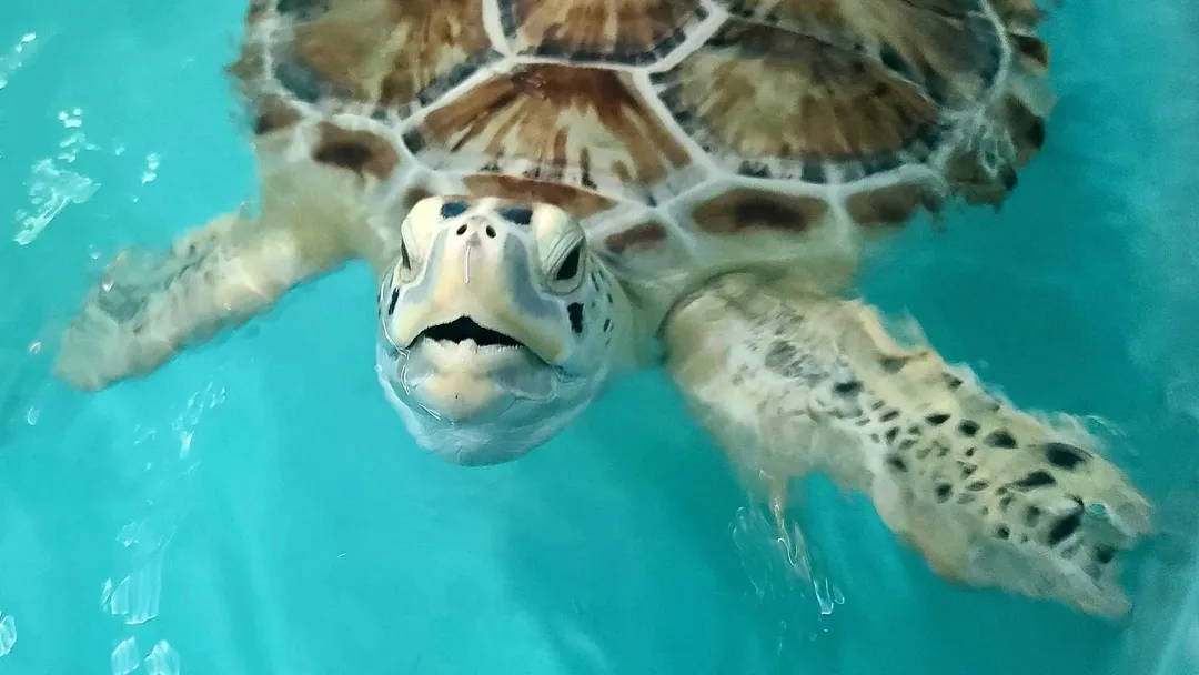thumbnail - Loài rùa biển nhỏ và hiếm nhất thế giới vừa sinh ra thế hệ mới